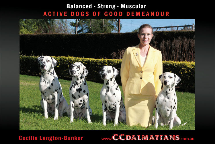 CCDalmatians