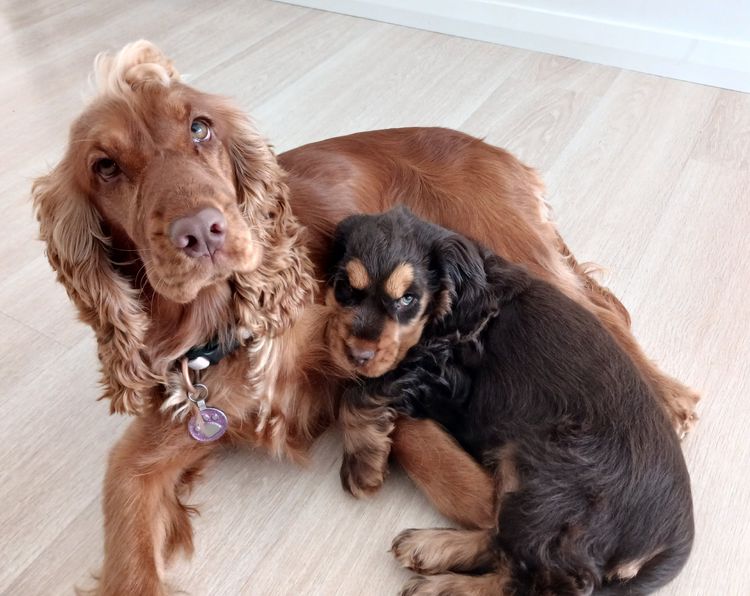 Little Spaniel Boutique