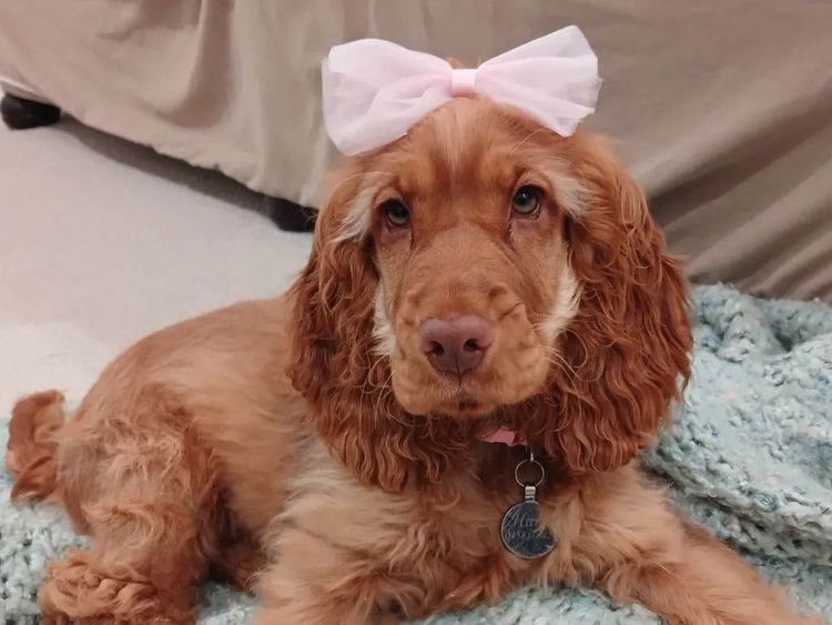 Little Spaniel Boutique