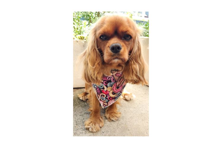 Loxy's Cavalier King Charles Spaniels