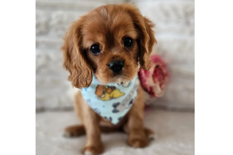 Loxy's Cavalier King Charles Spaniels
