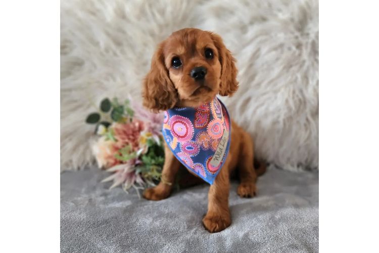 Loxy's Cavalier King Charles Spaniels