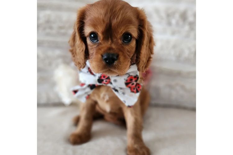 Loxy's Cavalier King Charles Spaniels