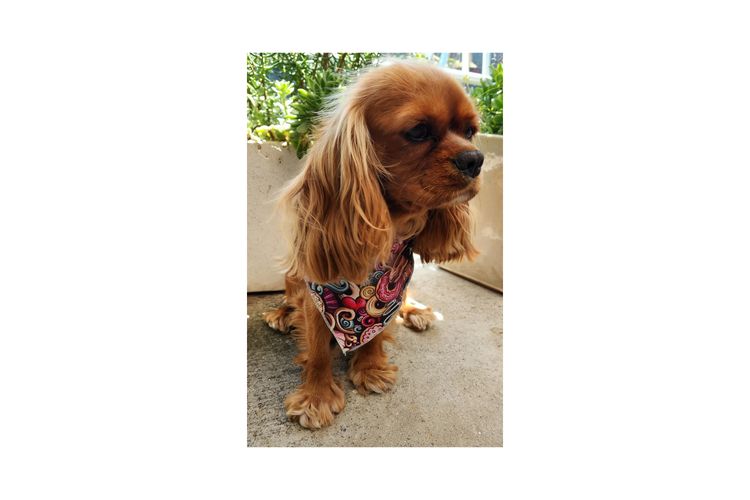 Loxy's Cavalier King Charles Spaniels