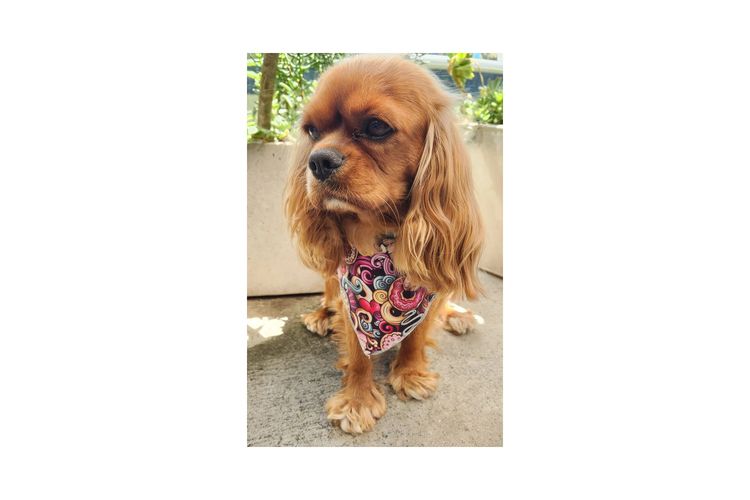 Loxy's Cavalier King Charles Spaniels