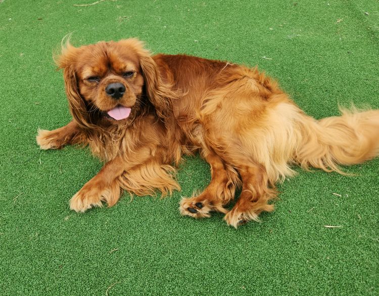 Loxy's Cavalier King Charles Spaniels