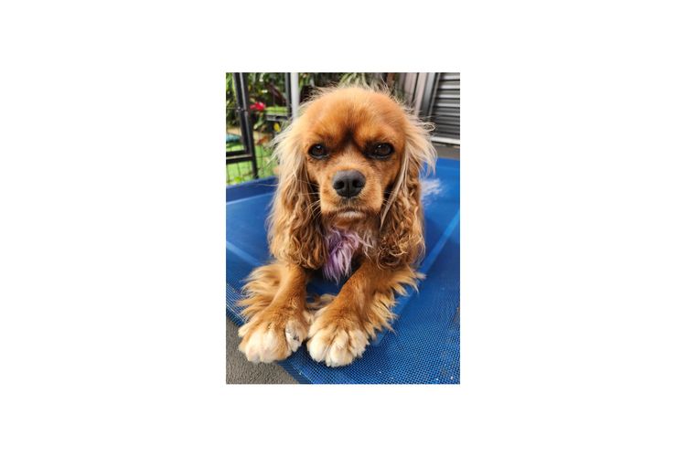 Loxy's Cavalier King Charles Spaniels