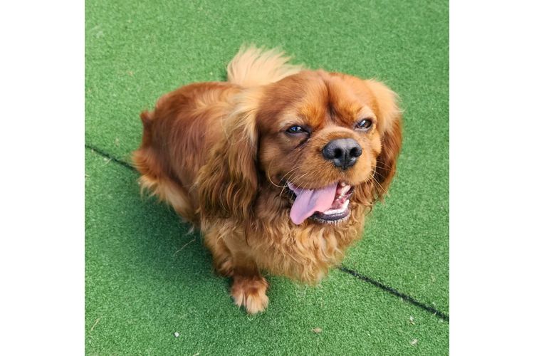 Loxy's Cavalier King Charles Spaniels