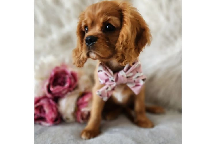 Loxy's Cavalier King Charles Spaniels