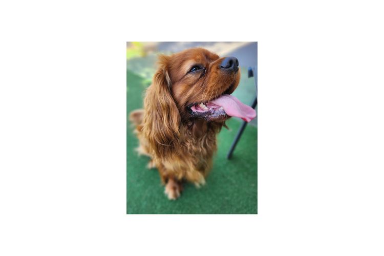 Loxy's Cavalier King Charles Spaniels