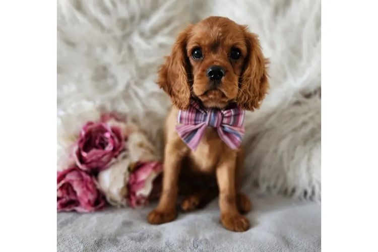 Loxy's Cavalier King Charles Spaniels