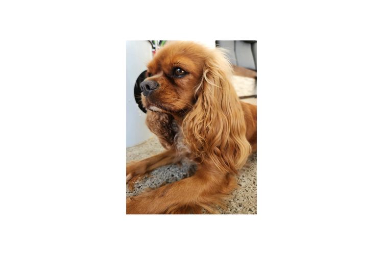 Loxy's Cavalier King Charles Spaniels