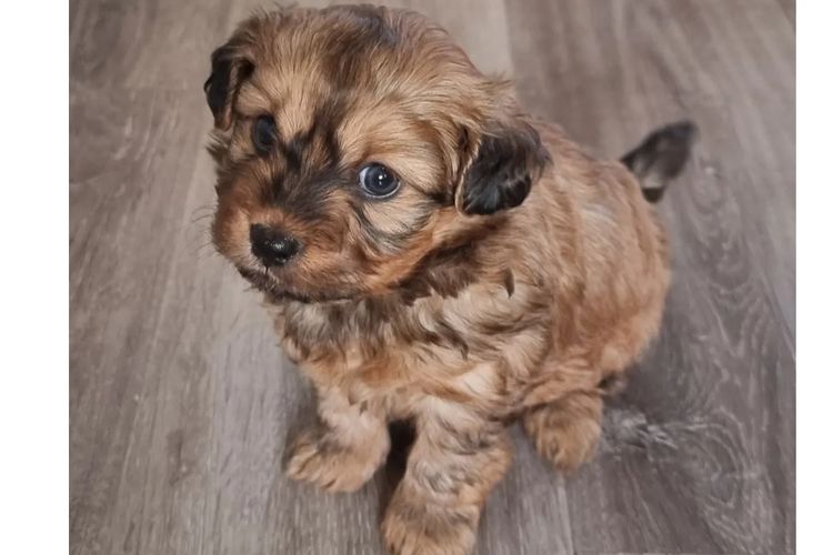 Bremel Paws Shoodles