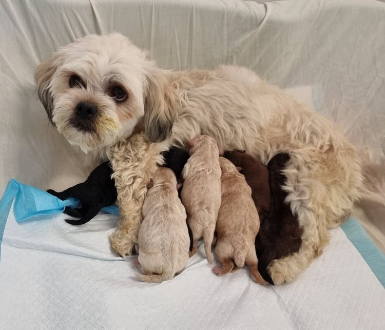Bremel Paws Shoodles