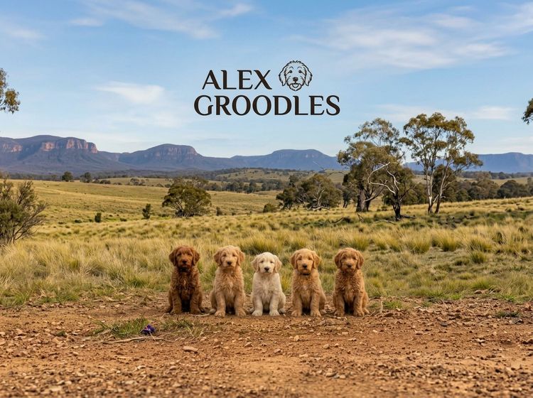Alex’s Groodles