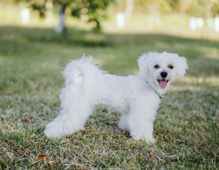 Maltese To Love