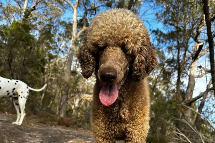 Mintilly Poodles (Moyen)