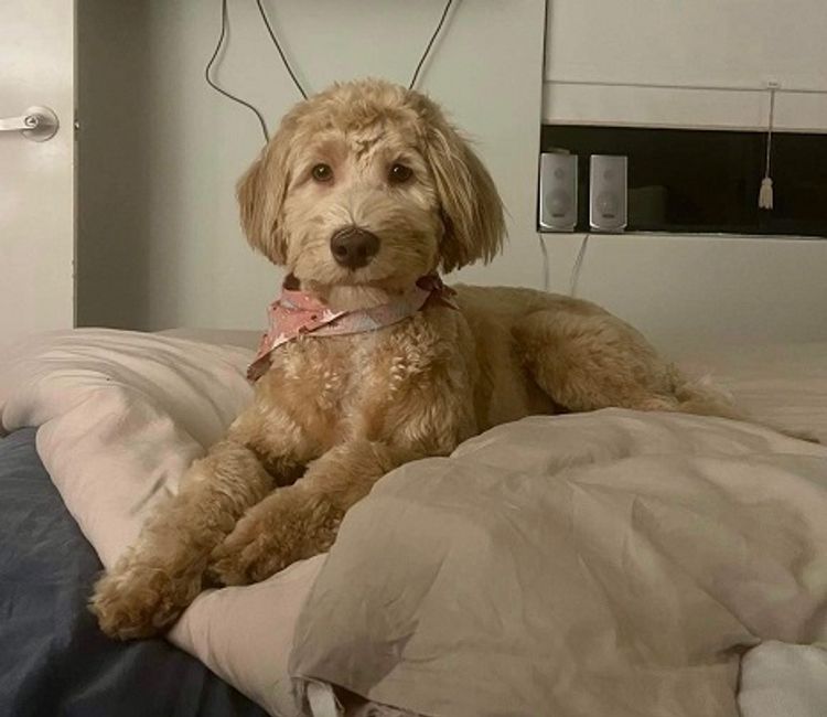 Shefferluka Labradoodles