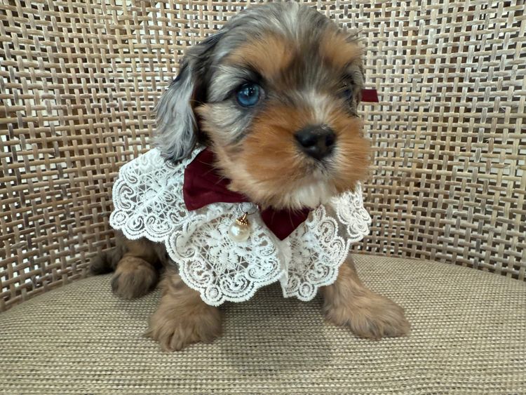 Paws & Co Cavoodle