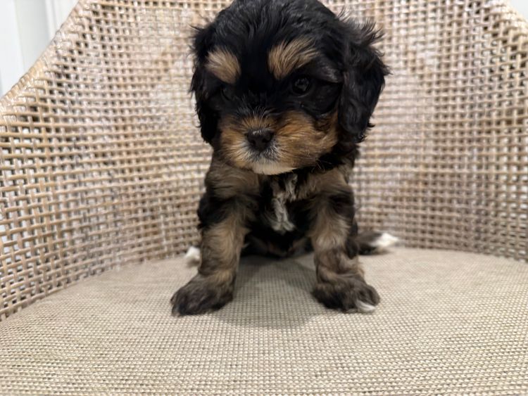 Paws & Co Cavoodle