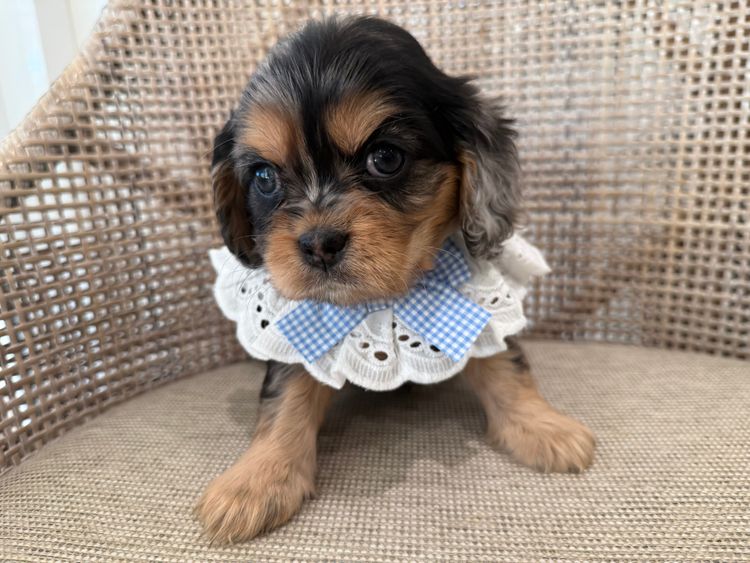 Paws & Co Cavoodle