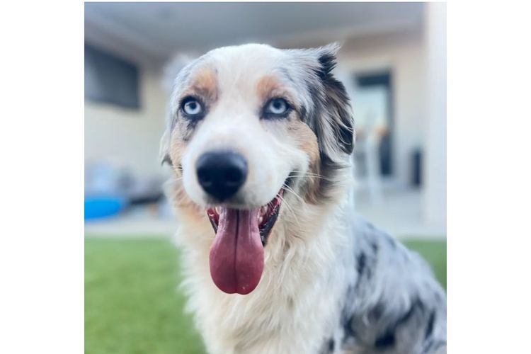 Ocean Doods WA - Aussiedoodles's