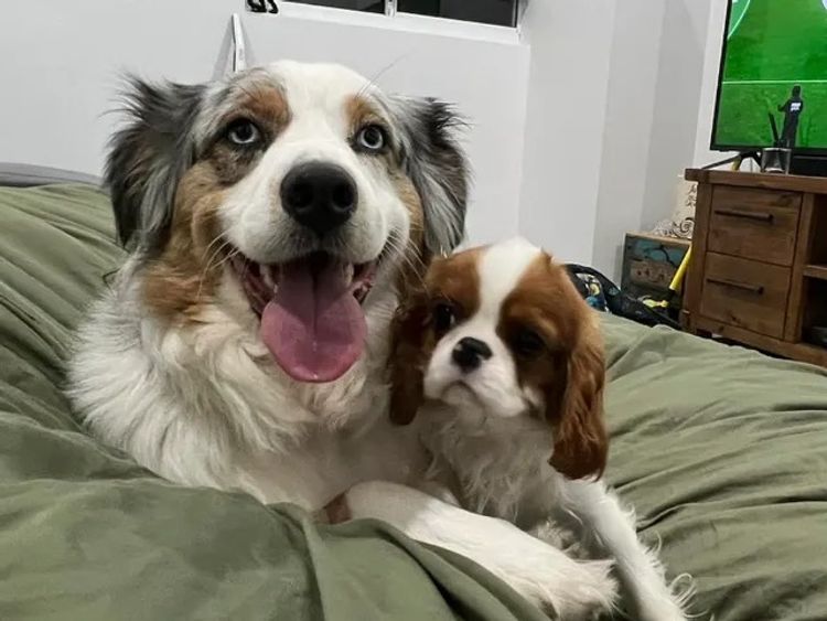 Ocean Doods WA - Aussiedoodles's