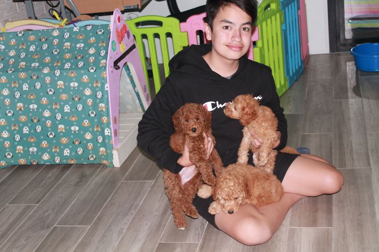 Martrejame Poodles
