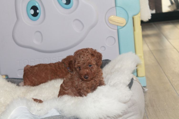 Martrejame Poodles
