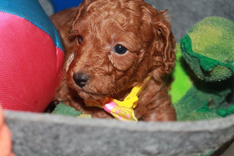 Martrejame Poodles
