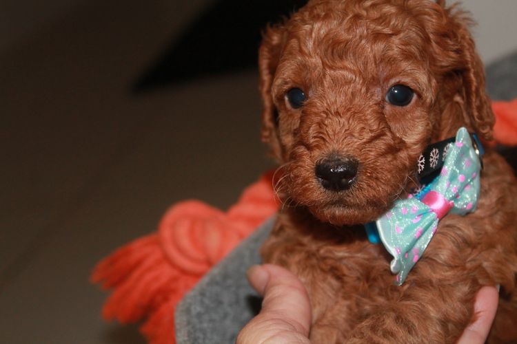 Martrejame Poodles