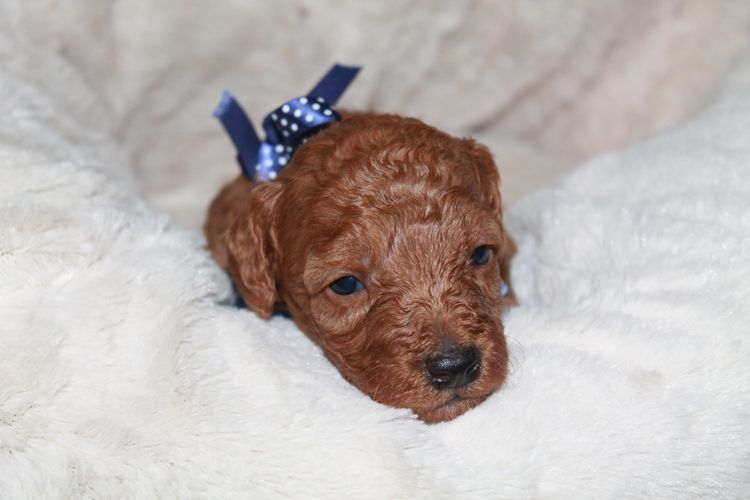 Martrejame Poodles