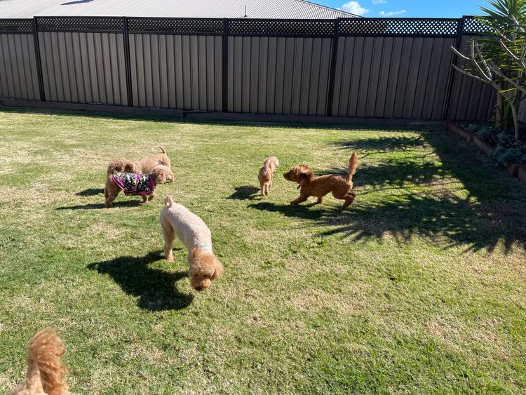 Martrejame Poodles