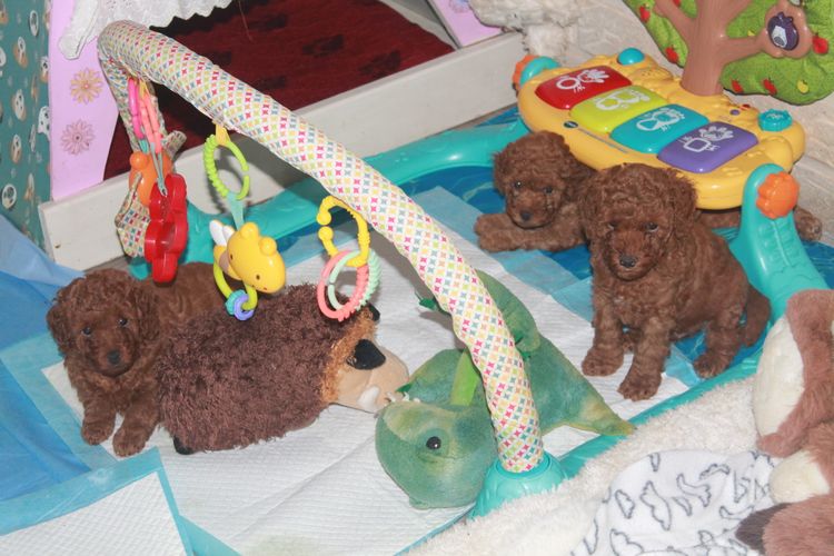 Martrejame Poodles
