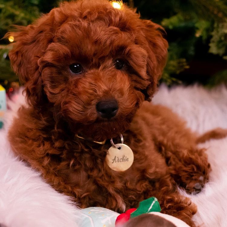 Martrejame Poodles