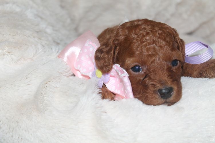 Martrejame Poodles