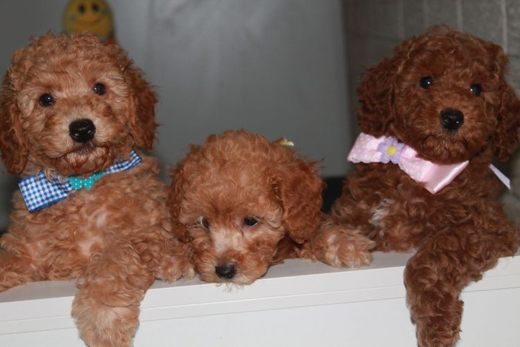Martrejame Poodles