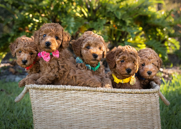 Martrejame Poodles