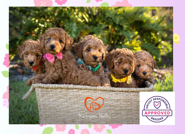 Martrejame Poodles