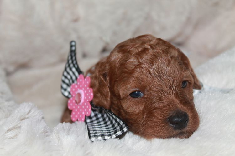 Martrejame Poodles