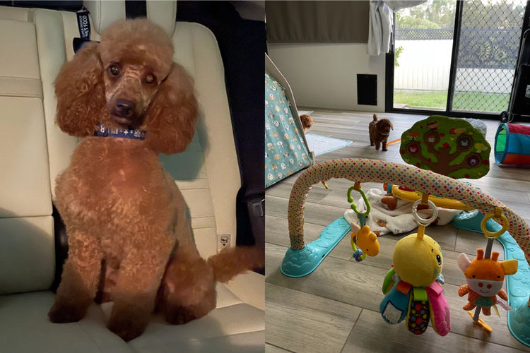 Martrejame Poodles