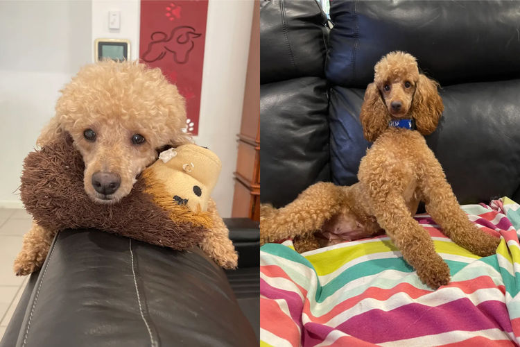Martrejame Poodles