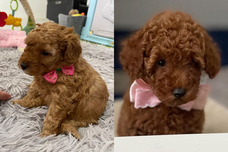 Martrejame Poodles