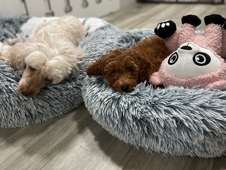 Martrejame Poodles