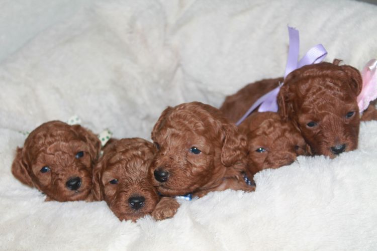 Martrejame Poodles