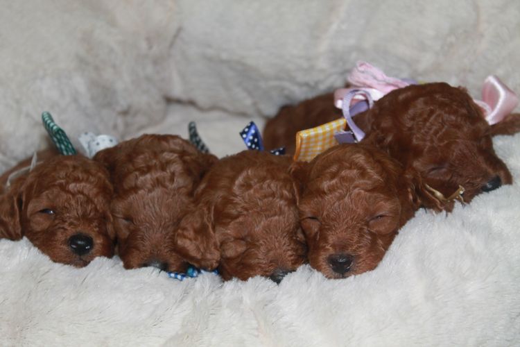 Martrejame Poodles