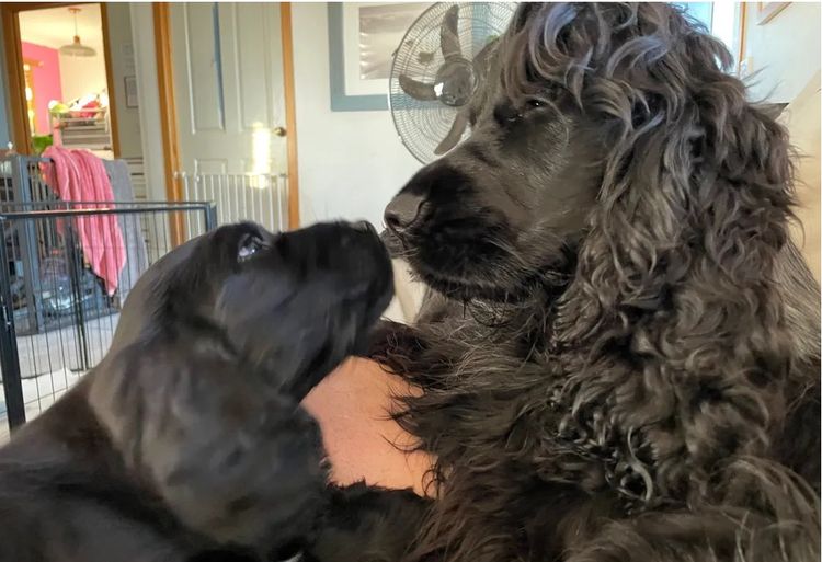 Blue Wren Cocker Spaniels