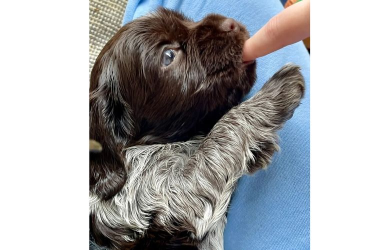 Blue Wren Cocker Spaniels