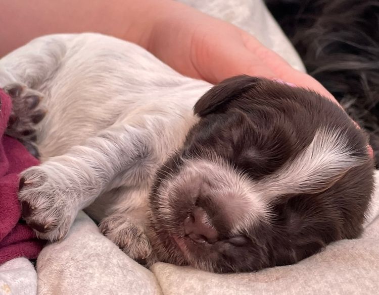 Blue Wren Cocker Spaniels