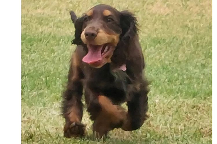 Blue Wren Cocker Spaniels